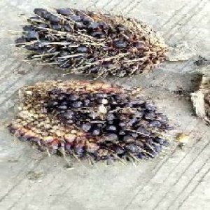 unripe_train (1352).jpg