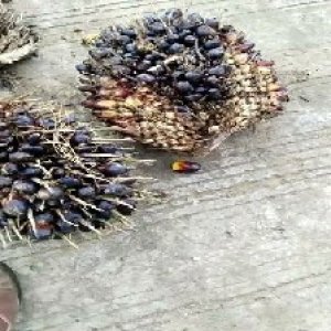 unripe_train (1357).jpg