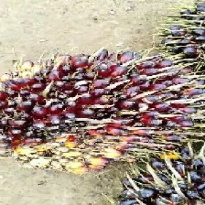 unripe_train (136).jpg