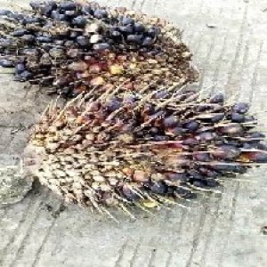 unripe_train (1364).jpg