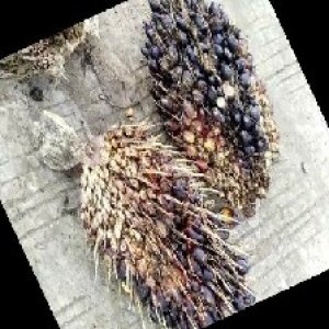 unripe_train (1366).jpg