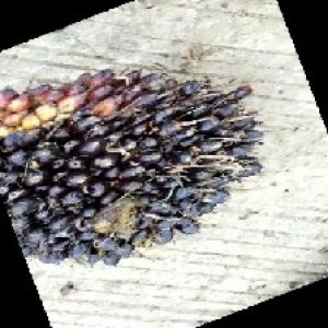 unripe_train (1376).jpg