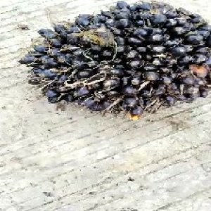 unripe_train (1379).jpg