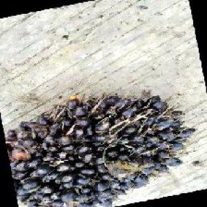 unripe_train (1380).jpg