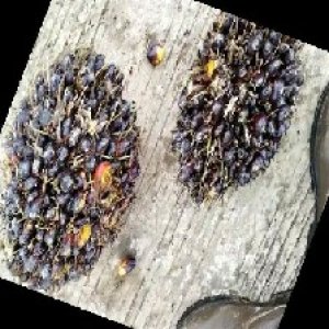 unripe_train (1386).jpg