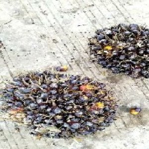 unripe_train (1391).jpg