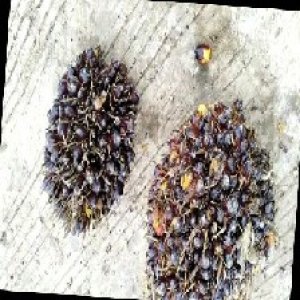 unripe_train (1395).jpg