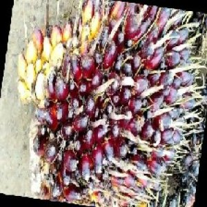 unripe_train (141).jpg