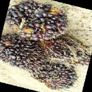 unripe_train (1423).jpg