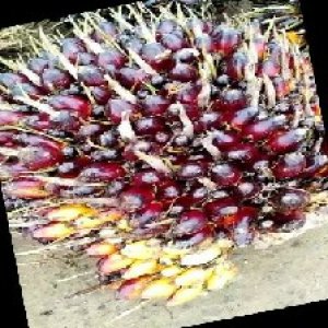 unripe_train (143).jpg