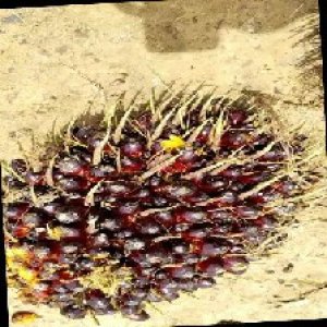 unripe_train (145).jpg