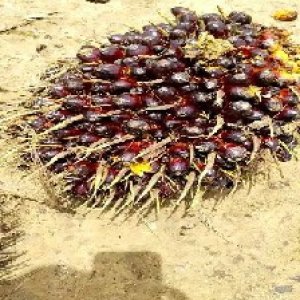 unripe_train (146).jpg