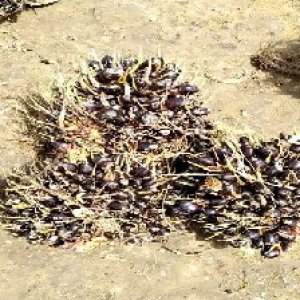 unripe_train (1462).jpg