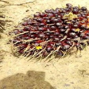 unripe_train (148).jpg