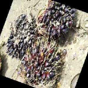 unripe_train (1489).jpg