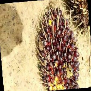 unripe_train (149).jpg