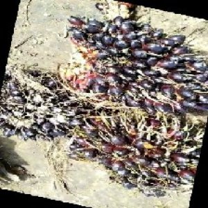 unripe_train (1496).jpg