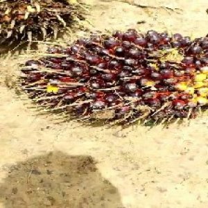 unripe_train (150).jpg