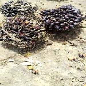 unripe_train (1502).jpg