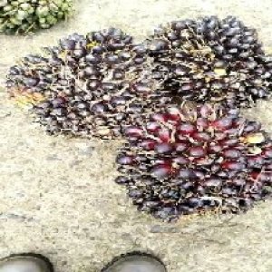 unripe_train (1507).jpg