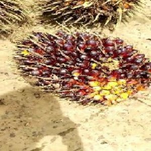 unripe_train (151).jpg