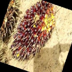 unripe_train (152).jpg