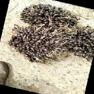 unripe_train (1524).jpg