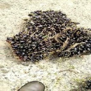 unripe_train (1539).jpg