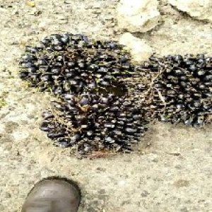 unripe_train (1541).jpg