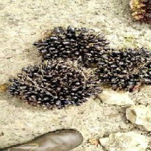 unripe_train (1545).jpg