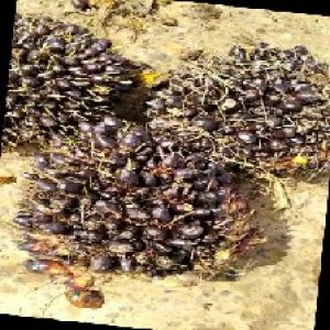 unripe_train (1556).jpg