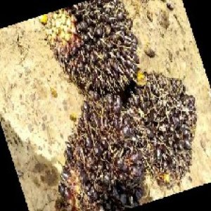 unripe_train (1559).jpg