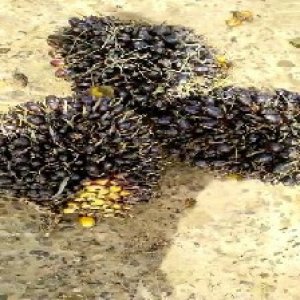 unripe_train (1562).jpg