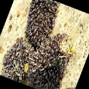 unripe_train (1563).jpg