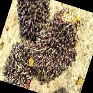 unripe_train (1565).jpg