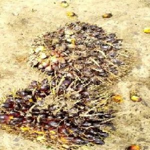 unripe_train (1586).jpg