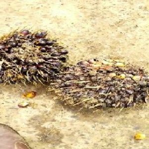 unripe_train (1596).jpg