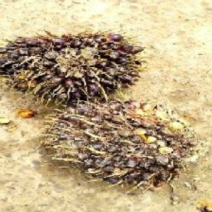 unripe_train (1597).jpg