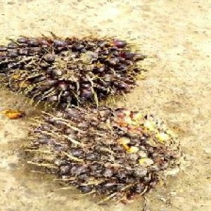 unripe_train (1600).jpg