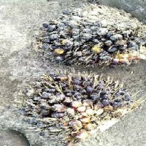 unripe_train (1604).jpg