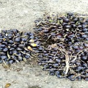 unripe_train (1614).jpg