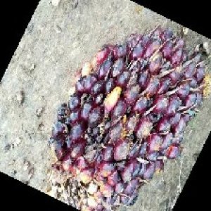 unripe_train (163).jpg