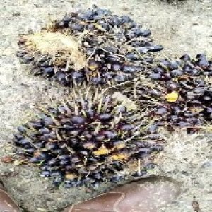 unripe_train (1632).jpg