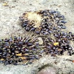 unripe_train (1633).jpg