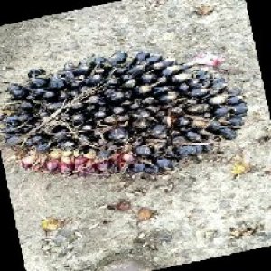 unripe_train (1636).jpg