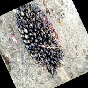 unripe_train (1641).jpg