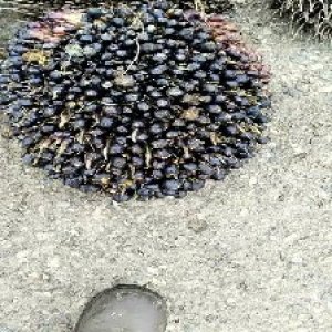 unripe_train (1651).jpg