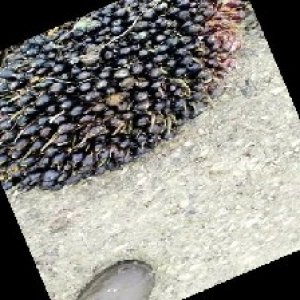 unripe_train (1653).jpg