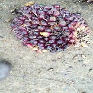 unripe_train (166).jpg