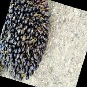 unripe_train (1664).jpg